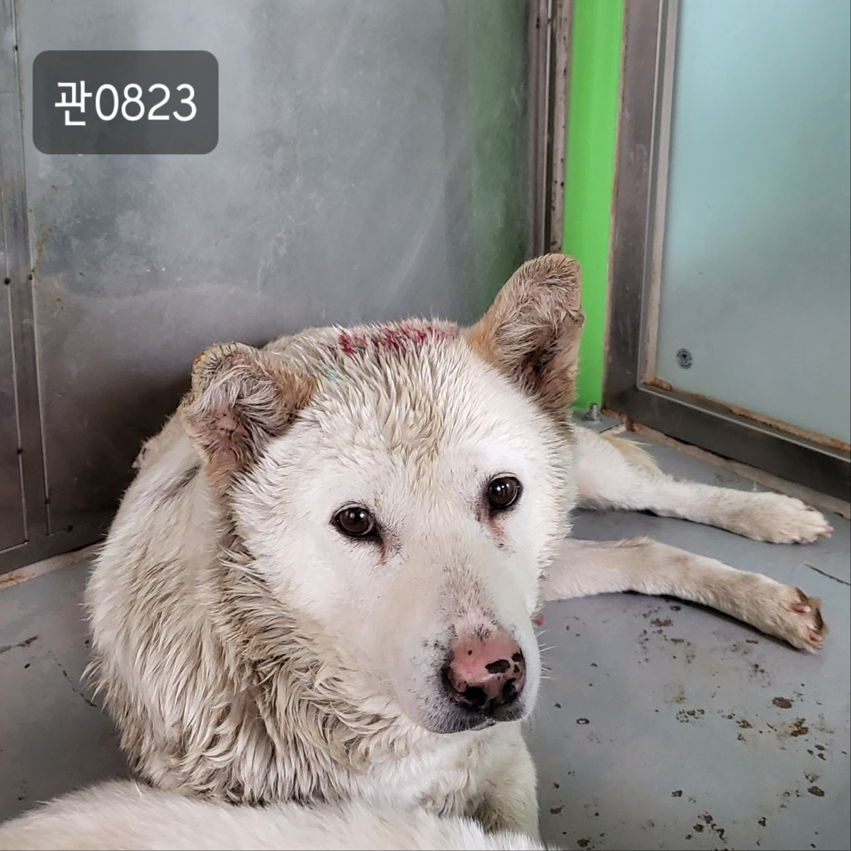 고양시동물보호센터_441394202300823